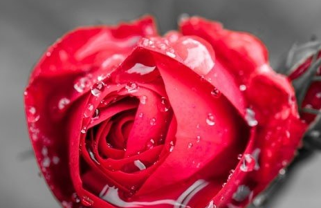 玫瑰花的功效与作用有哪些？有什么使用禁忌