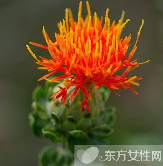 红花片的功效与作用 揭秘红花片的食用禁忌及方法