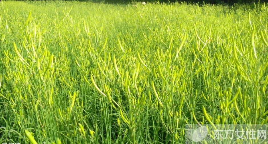 新鲜黄花菜的做法 鲜黄花菜的烹饪小技巧