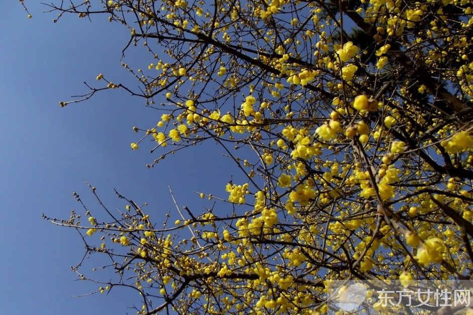 腊梅花怎么养 2要点教你如何病虫防治