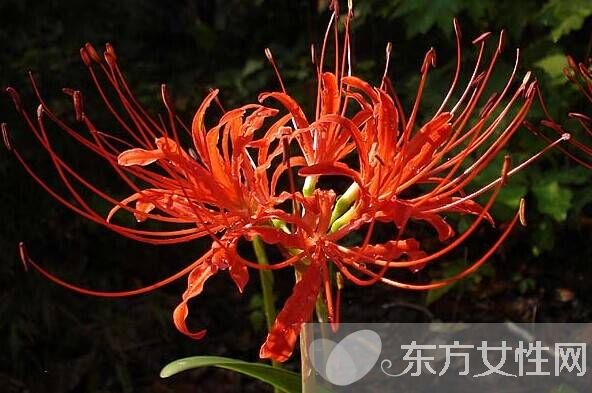 红花片的功效与作用 揭秘红花片的食用禁忌及方法