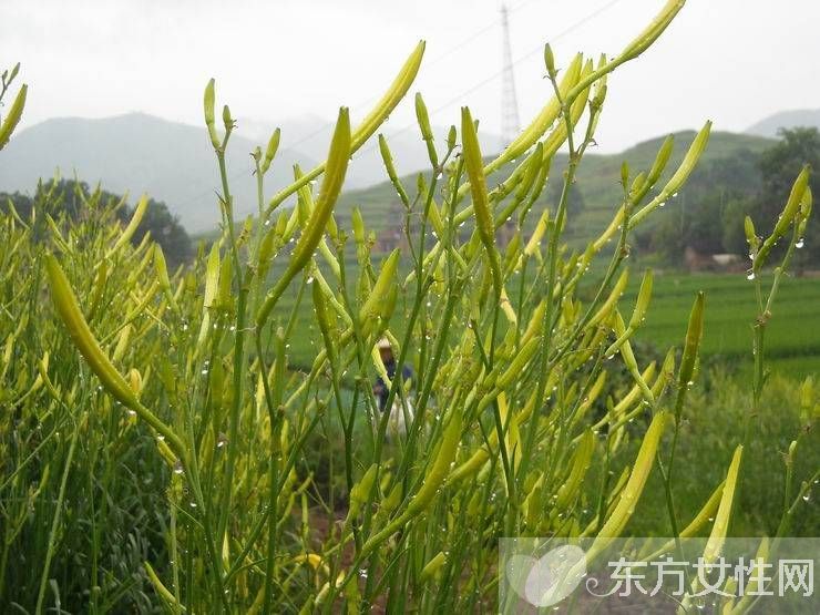 新鲜黄花菜的做法 鲜黄花菜的烹饪小技巧