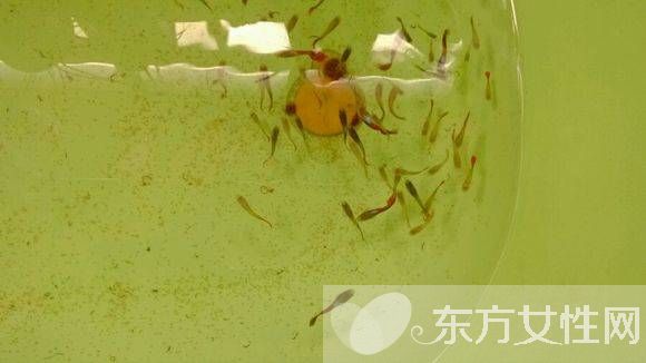 虱子咬的症状有哪些 怎样去除虱子