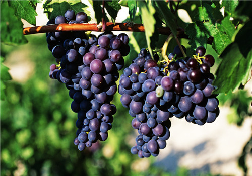 提子的营养价值有哪些 多吃提子有什么好处