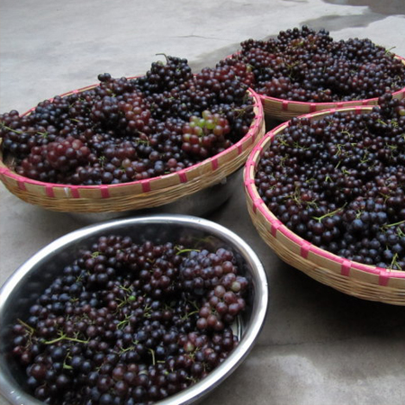 揭密自酿葡萄酒的制作方法及注意事项