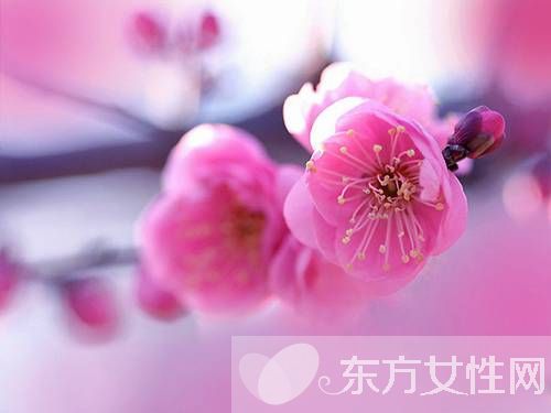 桃花什么时候开 你了解桃花吗