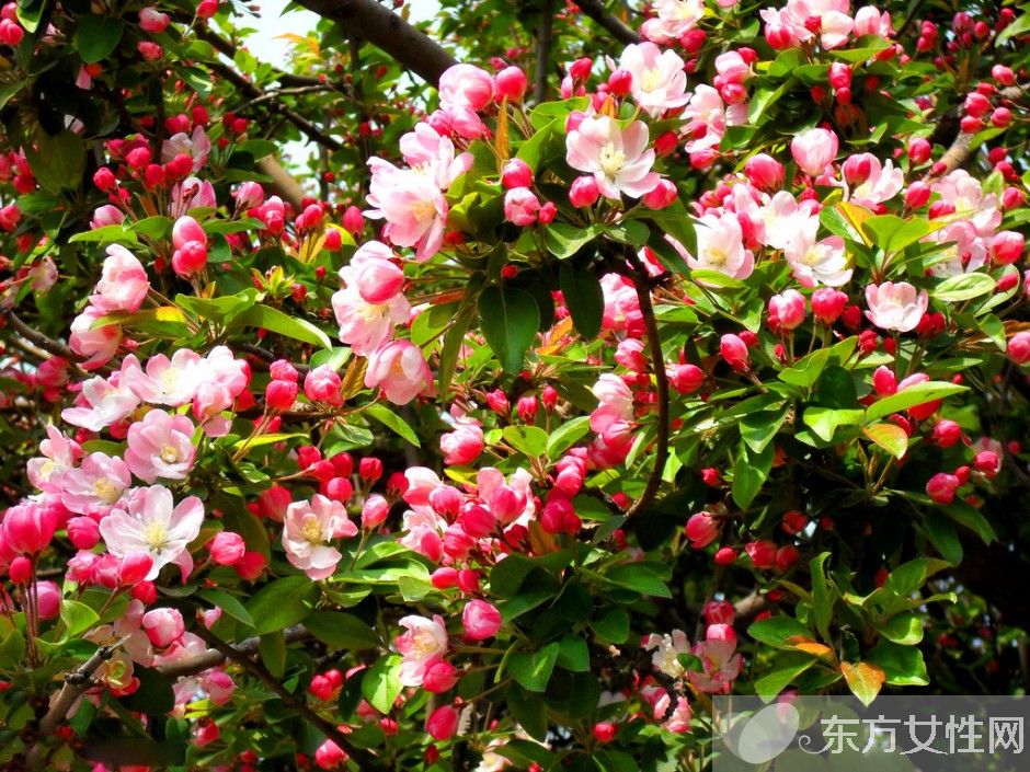 海棠花花语是什么 为什么海棠花没有香味呢