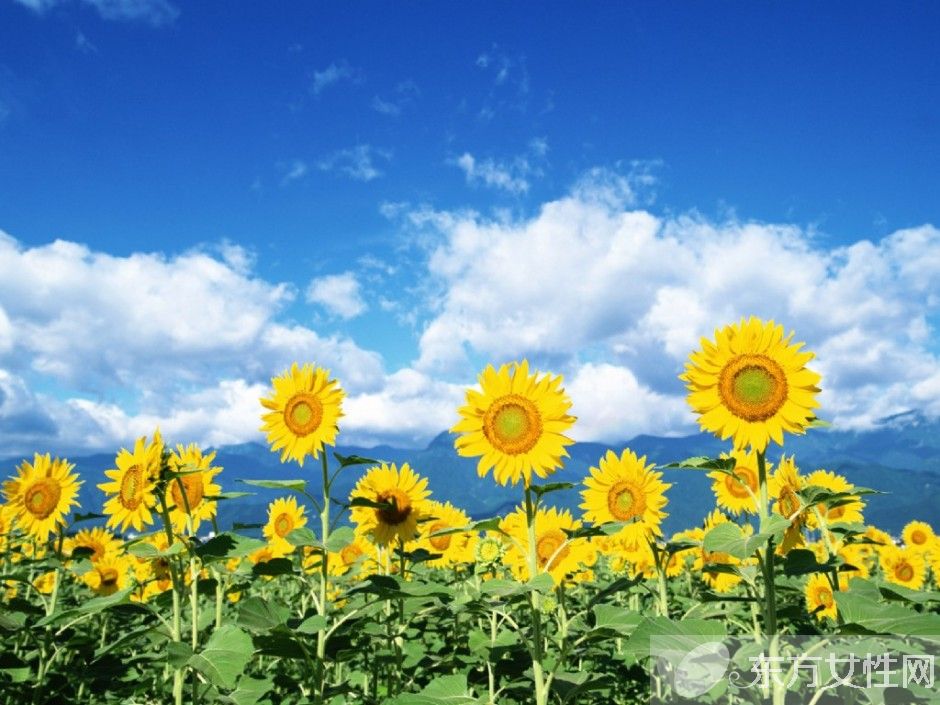 向日葵的花语代表什么 向日葵的三大传说你了解吗