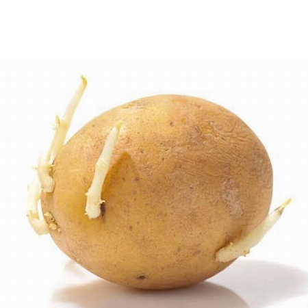 土豆长芽了还能吃吗 土豆的营养做法