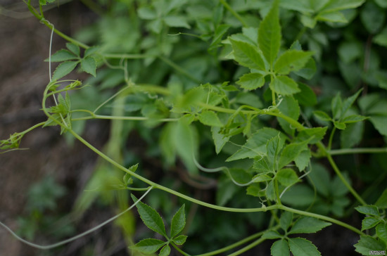 绞股蓝的副作用 绞股蓝泡水喝的禁忌