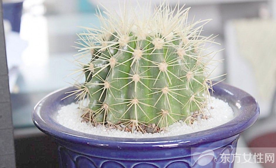仙人球的花语是什么 养仙人球的风水要求你了解吗