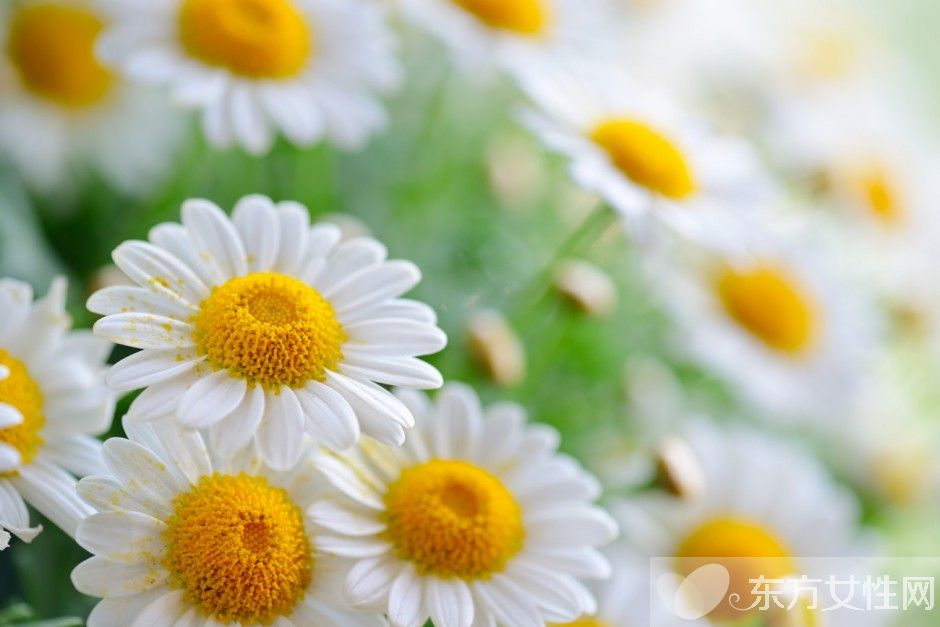 世界各国的国花是什么 十国的国花代表