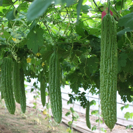 生吃苦瓜好吗 生吃苦瓜要注意什么