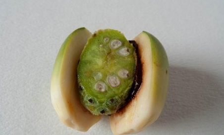 槟榔吃多了会怎么样 槟榔的危害详细介绍