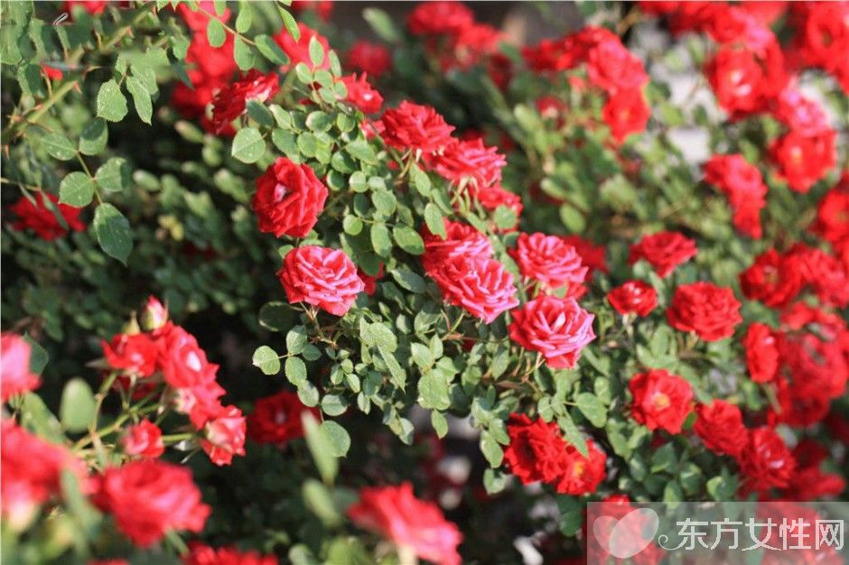 野蔷薇花语以及背后的故事 野蔷薇的品种介绍