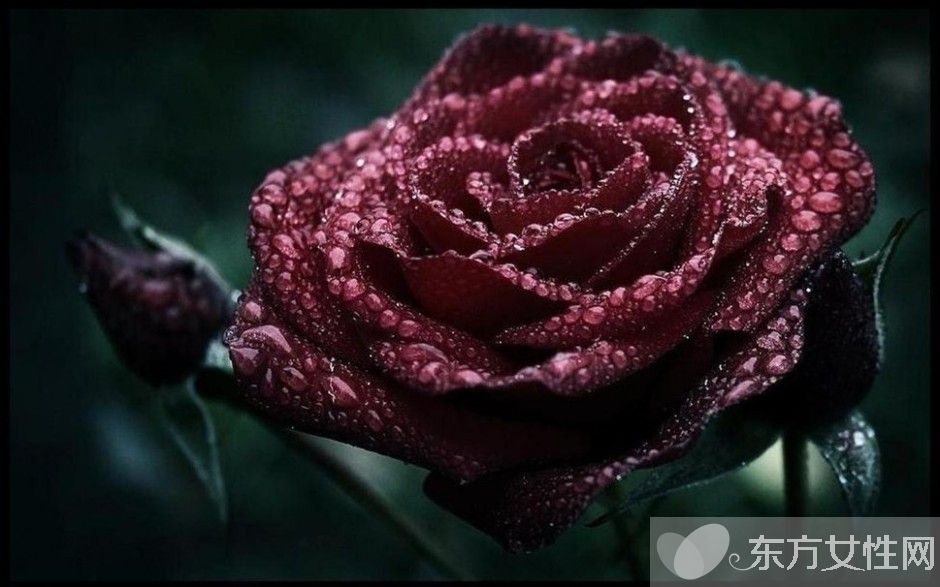 黑玫瑰的花语和传说 黑玫瑰的养殖方法介绍