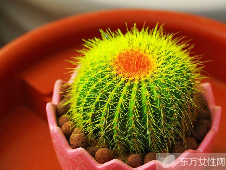 仙人球的花语是什么 养仙人球的风水要求你了解吗