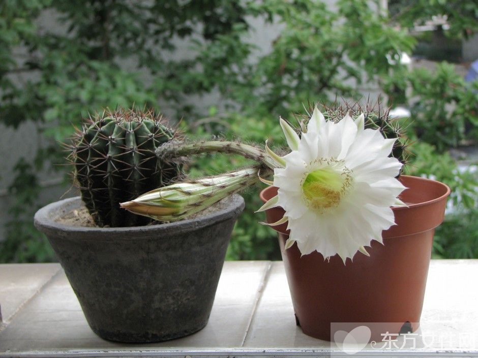 仙人球的花语是什么 养仙人球的风水要求你了解吗