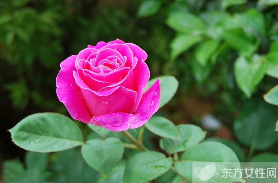 月季的花语是什么 月季花的唯美故事你一定要看