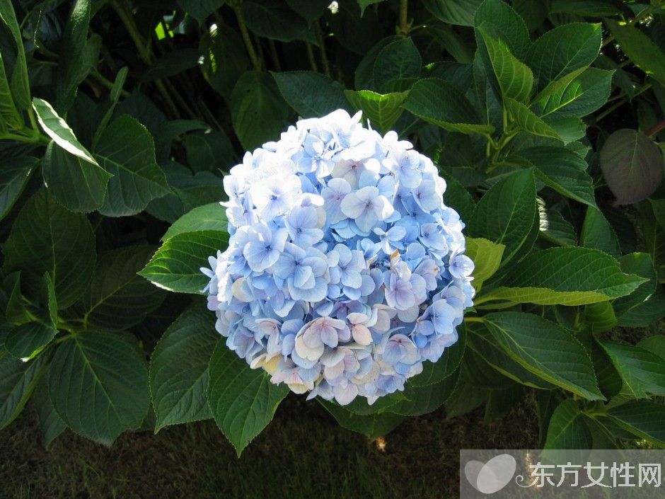 绣球花花语是什么 绣球花的养殖方法和注意事项