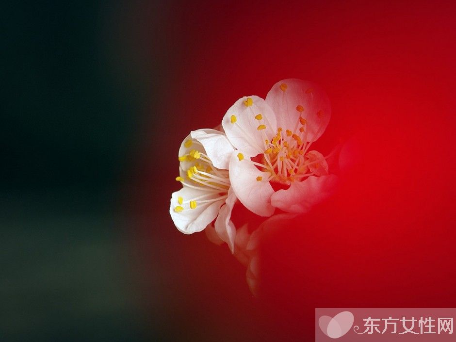 世界各国的国花是什么 十国的国花代表