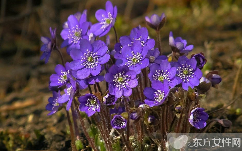 紫罗兰花语是什么 为什么说紫罗兰是最神秘的花