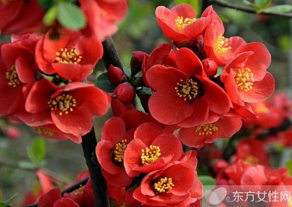 海棠花花语是什么 为什么海棠花没有香味呢