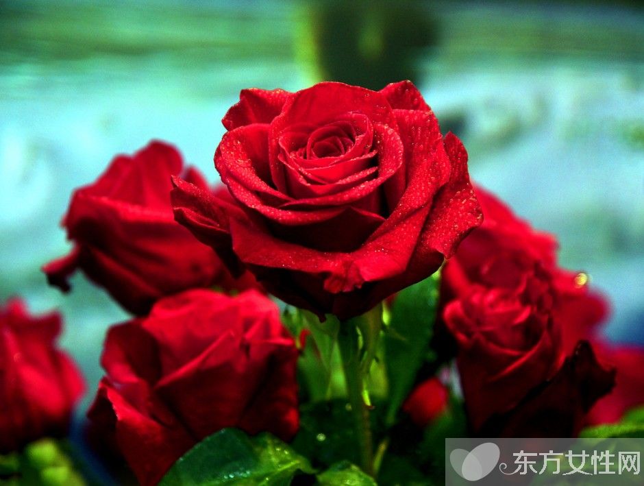 玫瑰的花语是什么 玫瑰的药用价值居然这么庞大