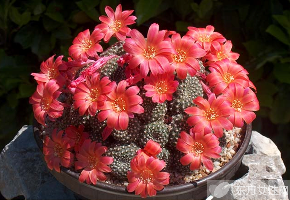 仙人球的花语是什么 养仙人球的风水要求你了解吗