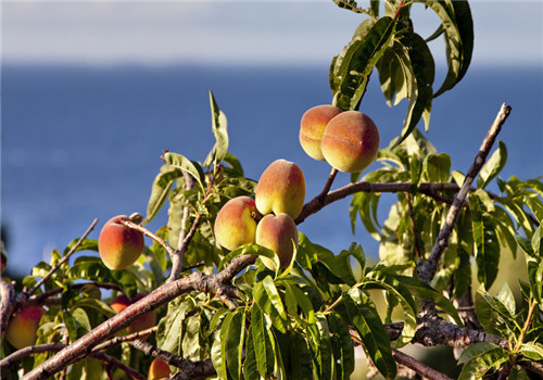 桃子的营养价值有哪些 怎么吃最健康