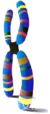 什么是染色体检查 如何降低染色体异常几率