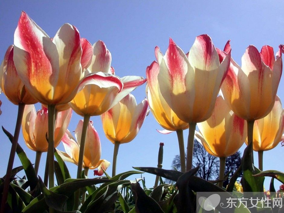 郁金香的花语是什么 郁金香原来是这么来的