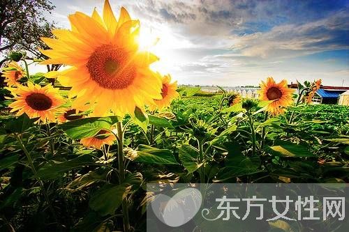 向日葵的花语代表什么 向日葵的三大传说你了解吗