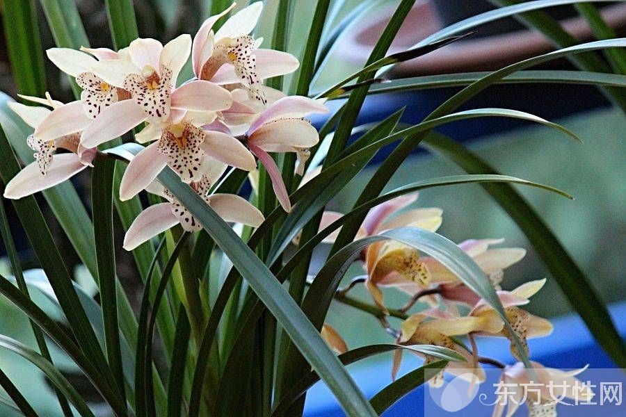 一年四季都盛开的花是什么花 它们的话语是什么