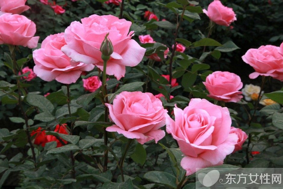 月季的花语是什么 月季花的唯美故事你一定要看