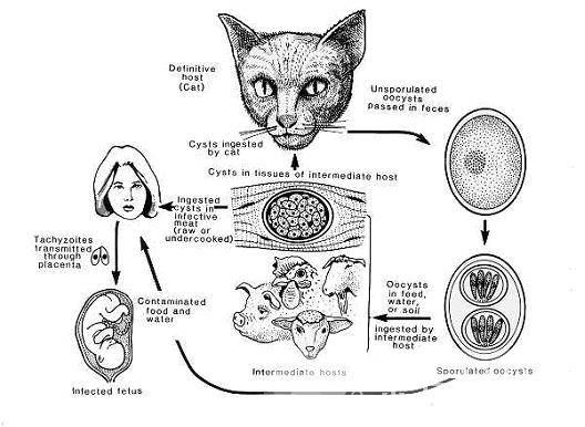弓形虫病的症状是什么 7大健康饮食教你预防