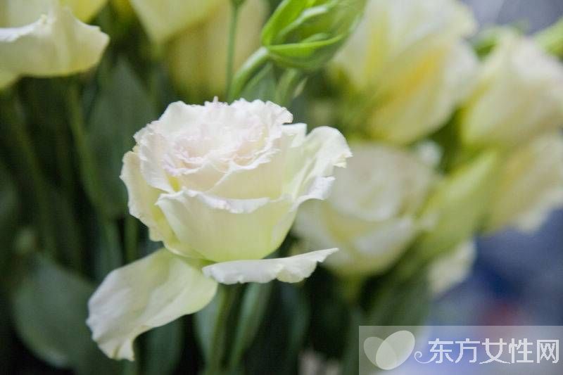 洋桔梗和桔梗的区别 它们的花语有什么不同呢