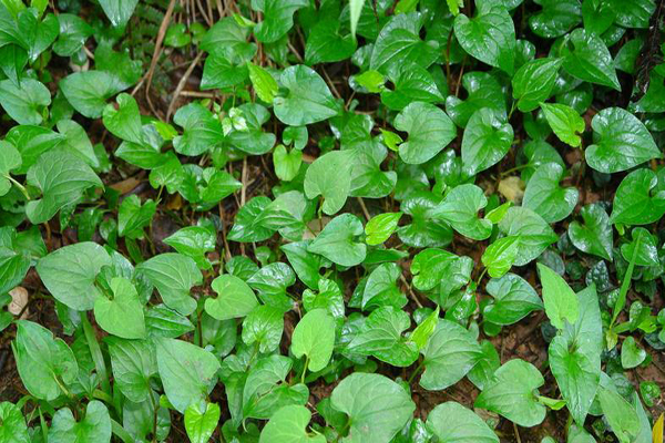 鱼腥草怎样吃 鱼腥草具有哪些功效与作用
