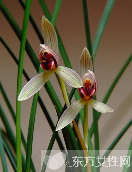 中国十大名花分别是什么 分别代表着什么象征