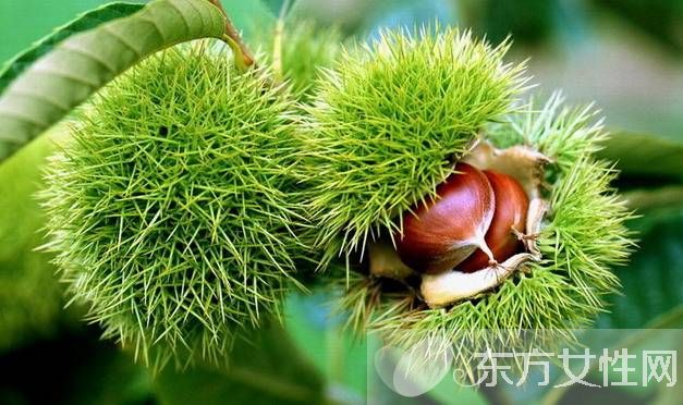 生板栗怎么去皮 这么去皮方便又快捷