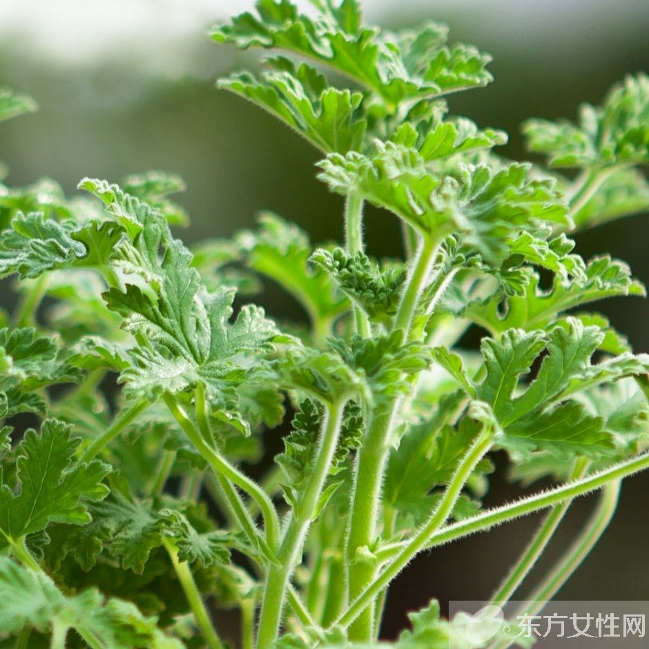 驱蚊的植物有哪些 9大夏季驱蚊谣言你知多少