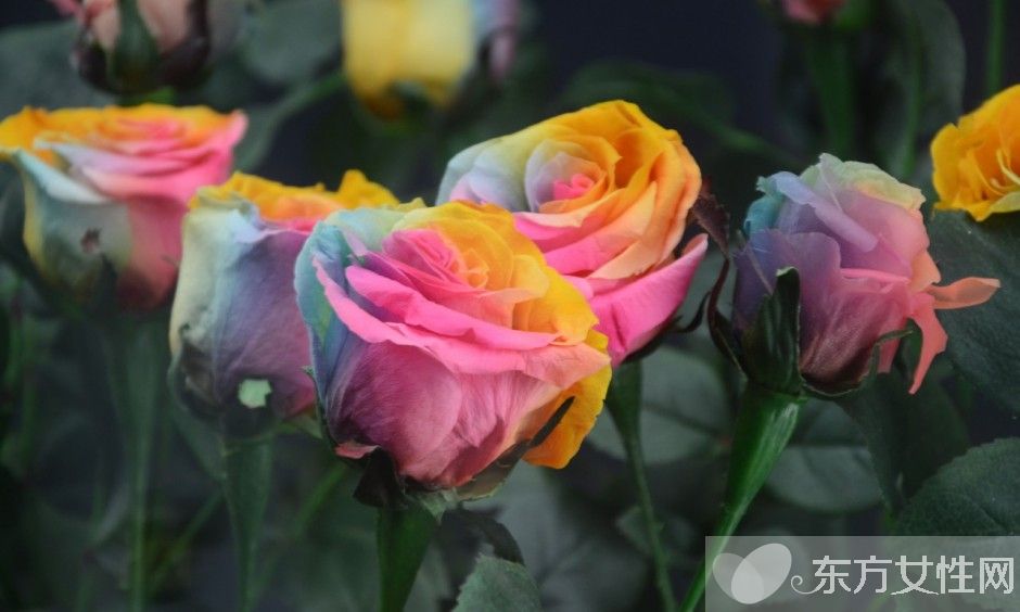 玫瑰的花语是什么  揭各种颜色数量玫瑰所蕴含的花语