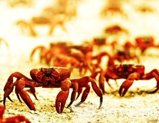 红蟹能吃吗 澳洲红蟹是不能被食用的