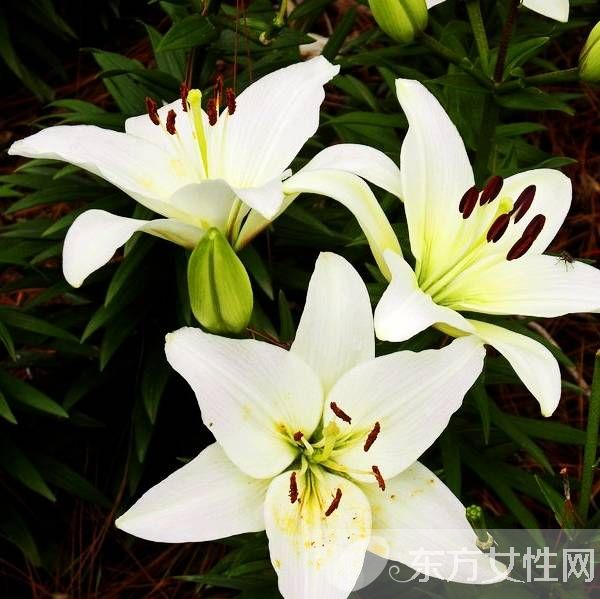 百合的花语和传说是什么 盘点所有百合的寓意