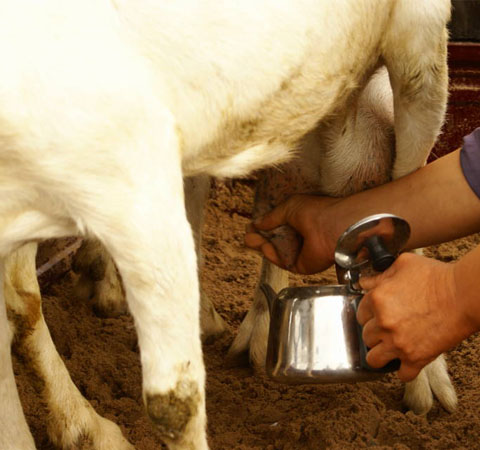 羊奶好还是牛奶好 两种奶三个特点分析