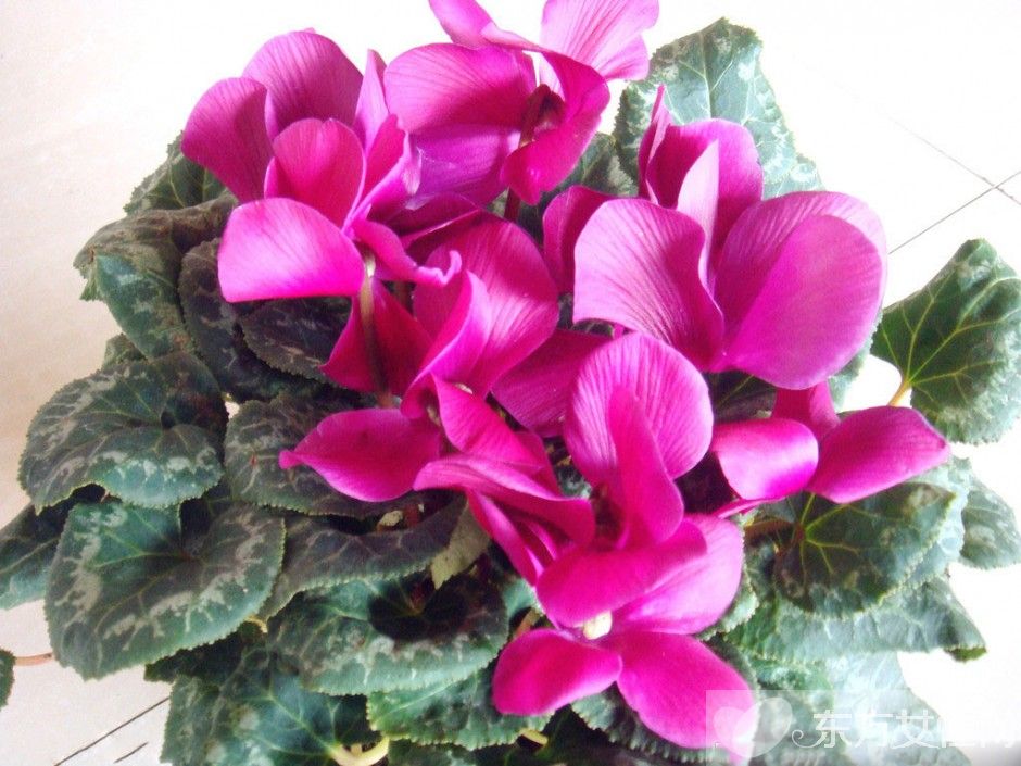 仙客来花语是什么 仙客来的养殖方法以及注意事项