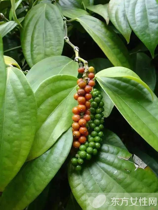 夏天野外室内驱蚊方法 几个妙招令蚊子消失的无影踪