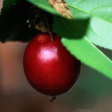 百香果怎么吃 揭密百香果的食用禁忌