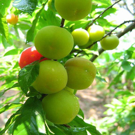 李子吃多了会怎么样 李子一次吃多少合适