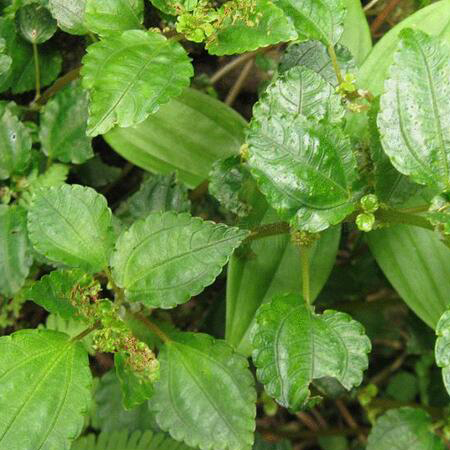 节能绿色 学会这些低碳生活小窍门